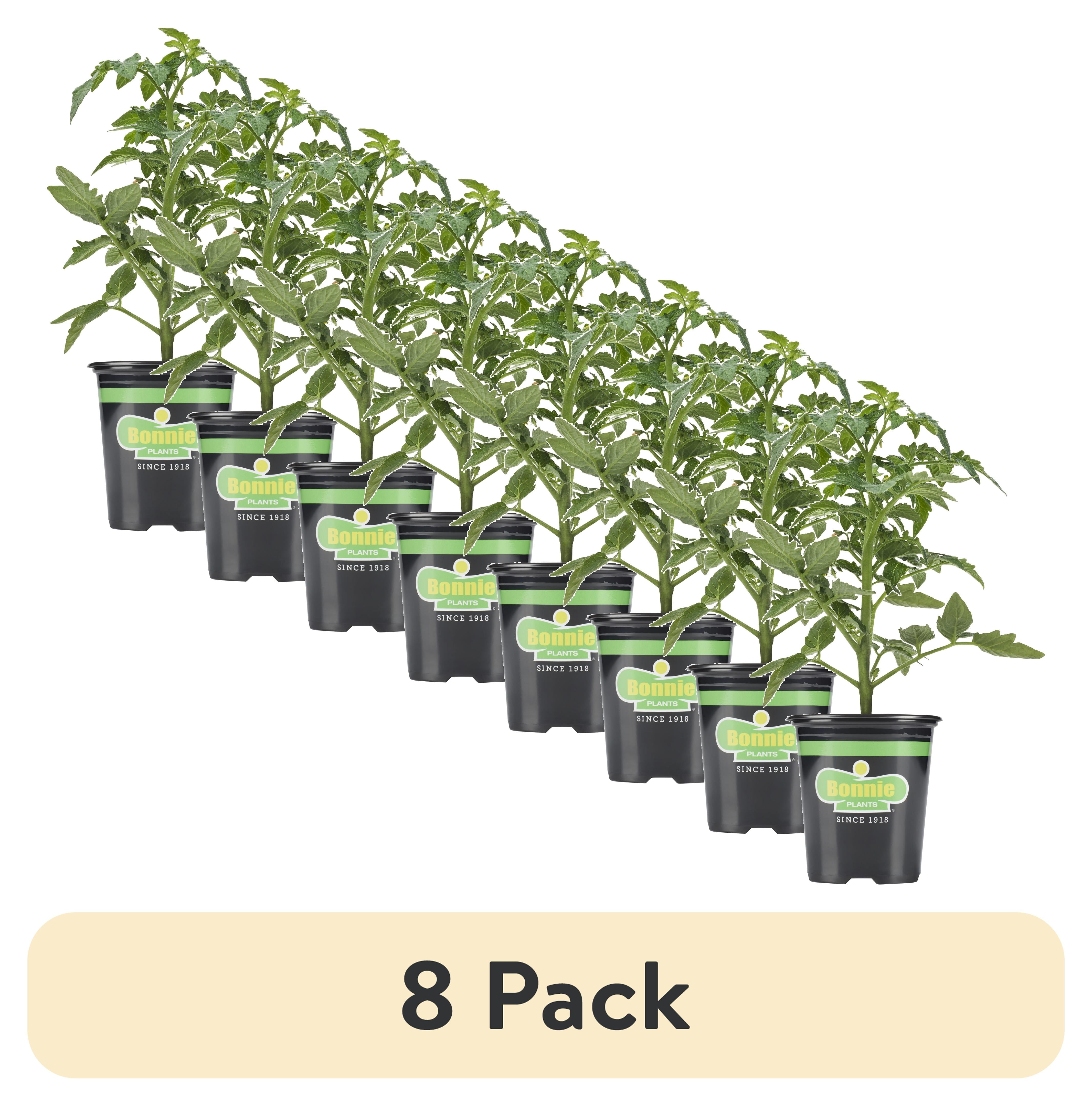 Live Plants - Walmart.com