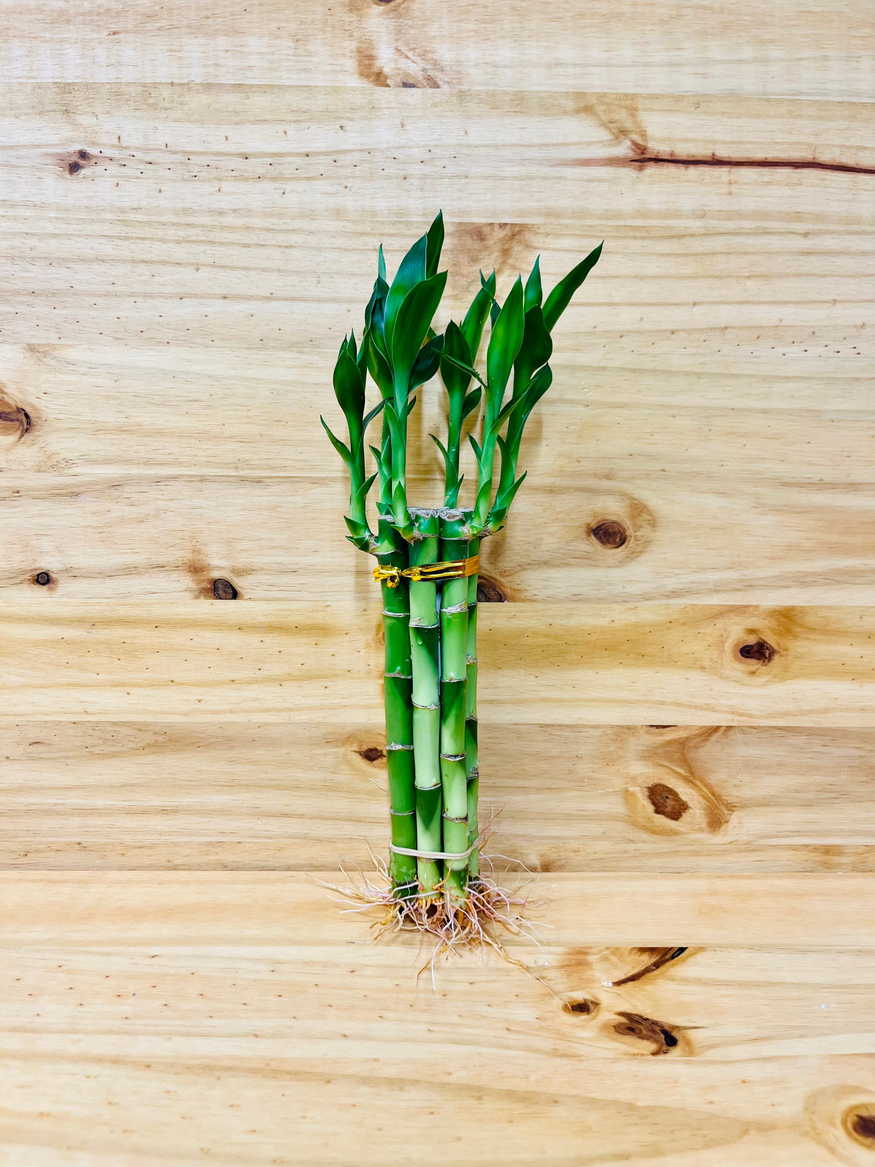 sansevieria plant 6 Inch Snake Plant Sansevieria Laurentii - Live Air Purifying Houseplant main image 0