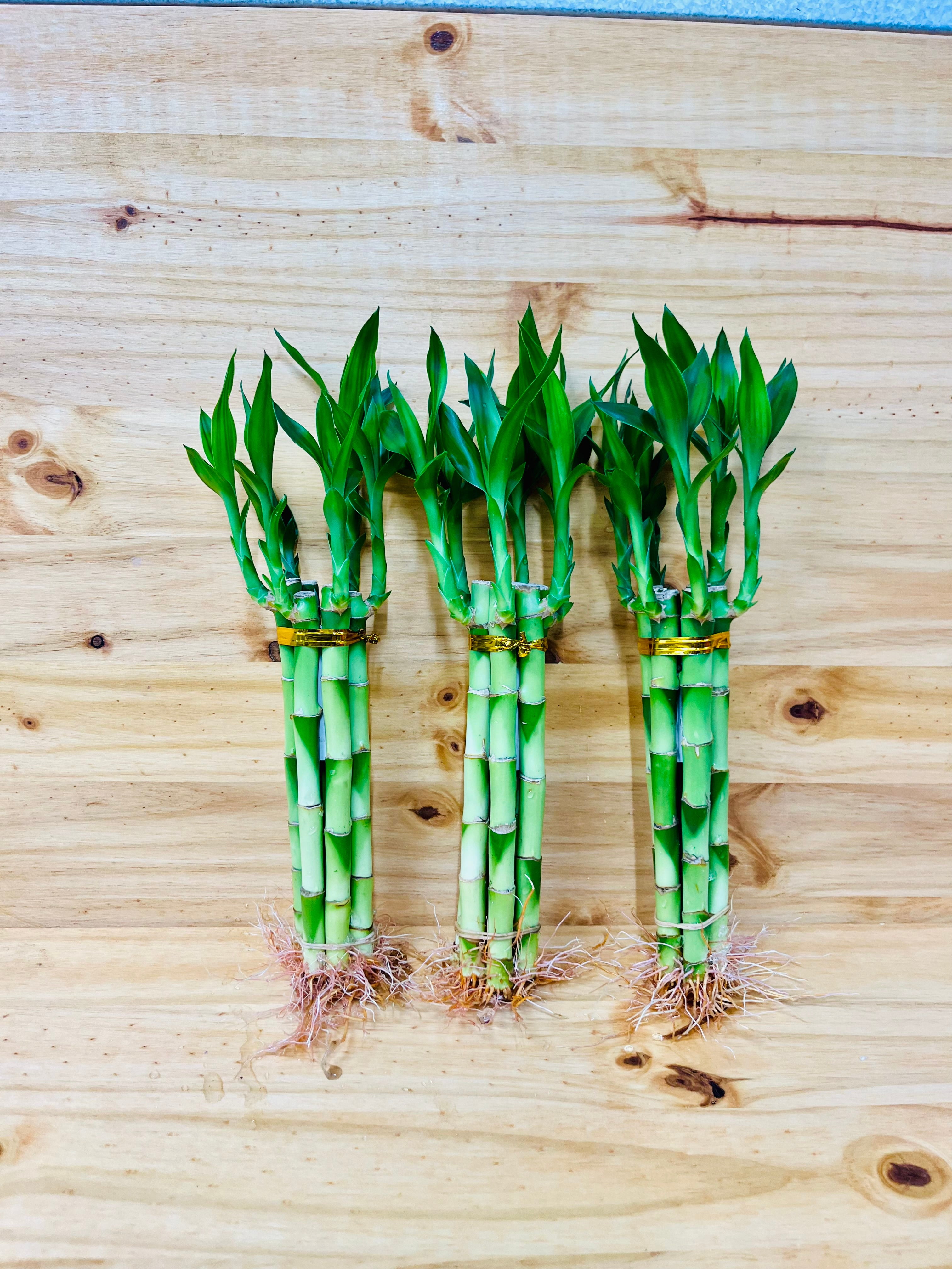 8&rdquo; Lucky Bamboo Plants 5 Stem Arrangements