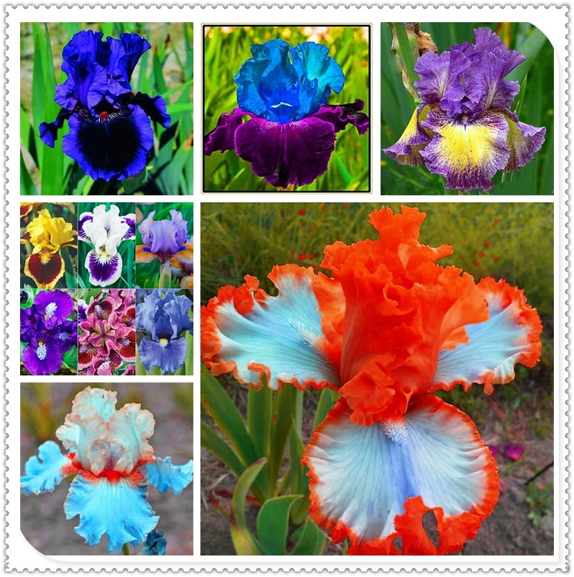 8rhizomeIris Bulbs, Garden Plants, Perennial Flowers, Charming，Iris Bulbs Bulk，Bearded Iris