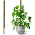thumbnail image 1 of 80 Inches Large Moss Pole for Plants Monstera, Plant Stakes for Indoor Plants, Monstera Plant Support, Plant Support/Plant Pole for Big Climbing Plants Indoor (1pc., 80''), 1 of 5