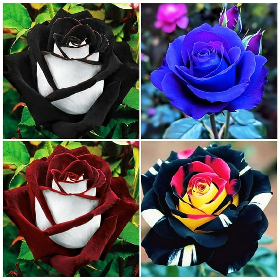 80+ Rare Multi Colorful Rainbow Rose MVR1Flower Seeds for Planting Outdoor