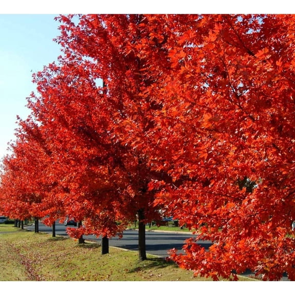 80 Red Maple Tree Seeds ,Rubrum Plant Seeds, Fresh 2025