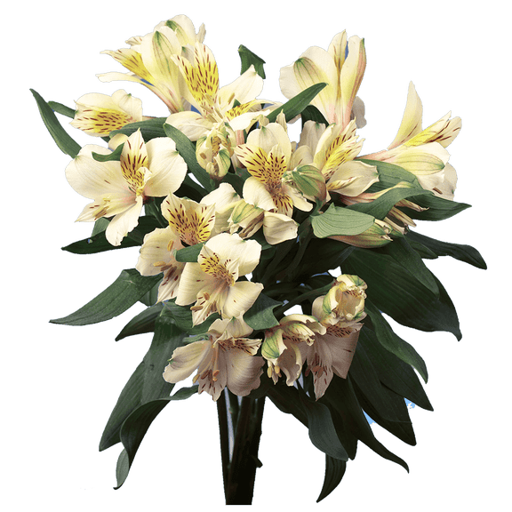 80 Stems of Super Select Creme Alstroemerias- Beautiful Fresh Cut Flowers- Express Delivery