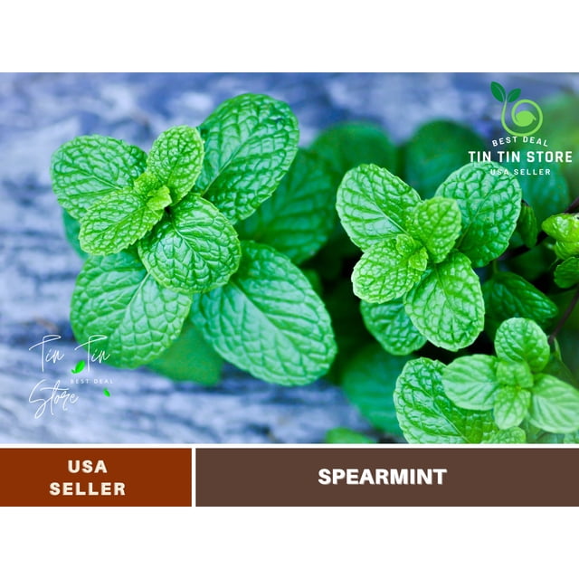 80 seeds-Spearmint Seeds- Pepermint Seeds Authentic Seeds, Flower seeds ...