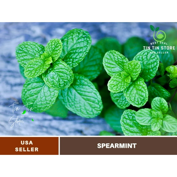 80 seeds-Spearmint Seeds- Pepermint Seeds Authentic Seeds, Flower seeds, vegetable seeds, flowers, B5G1, chinese garden for planting