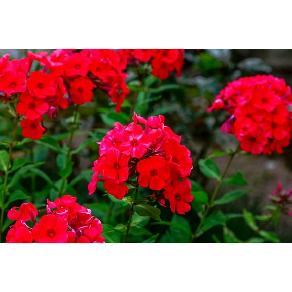 800 RED DRUMMOND PHLOX (Texas Pride) Phlox Drummondii Flower Seeds