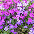 thumbnail image 1 of 8000 Mixed Creeping Thyme Seeds for Planting,  Ground Cover Perennial Seeds Thymus Serpyllum Seed, 1 of 6