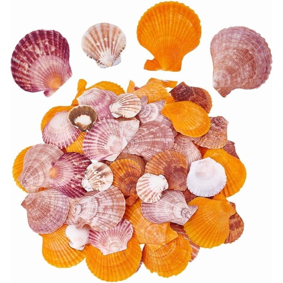 80pcs 4 Styles Natural Scallop Shells 1.4~2.7 inch No Hole/Undrilled Scallop Seashell Colorful Beach Seashells Charm Summer Sea Shell DIY