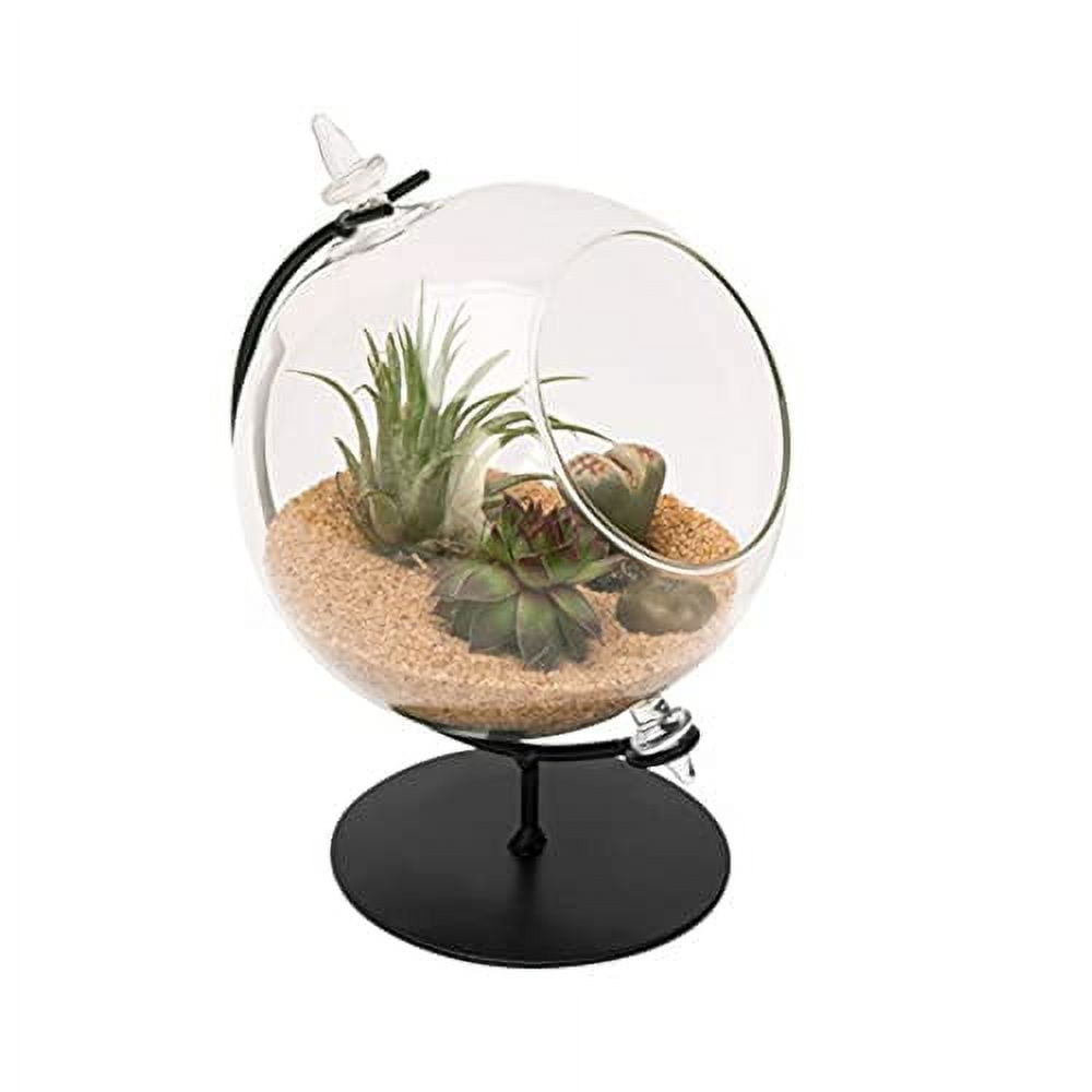 DIY Terrarium Kit for Adults with Live Succulent Plant (Fresh from  Florida), Metal Stand, Chalice Glass Terrarium, Reindeer Moss, Crystal &  Rocks - Handmade in USA 