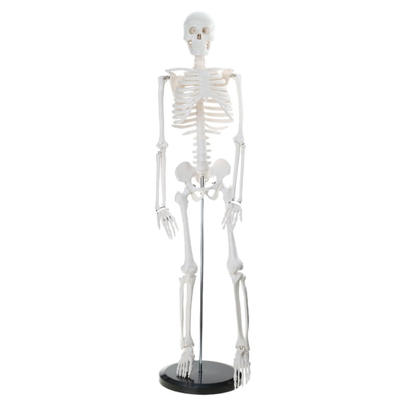 85cm Human Skeleton Model with Holder Stand for Anatomy Movable Arms Legs Detachable for Medical Lecture Lab Yoga Room