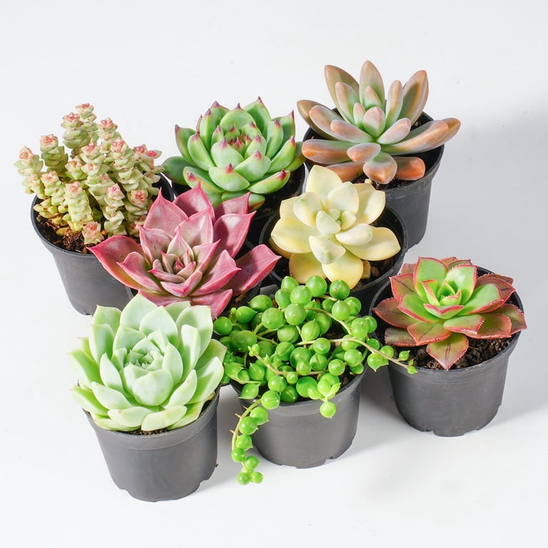 8PCS Assorted Live Succulents Plants with Planters, Starters, Garden  Lovers, DIY Projects, Wedding Favors - Walmart.com