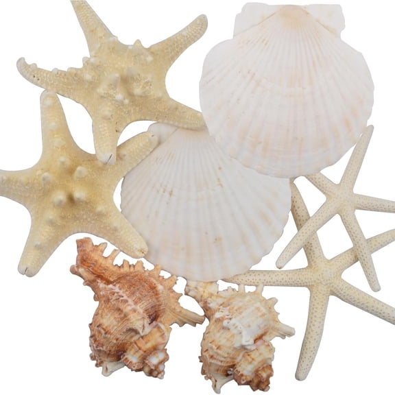 8PCS Starfish Seashells for Crafts, Mixed Large Starfish Hawaiian Scallop Shell Sea for Beach Theme Party Painting DIY Home Wedding Decorations