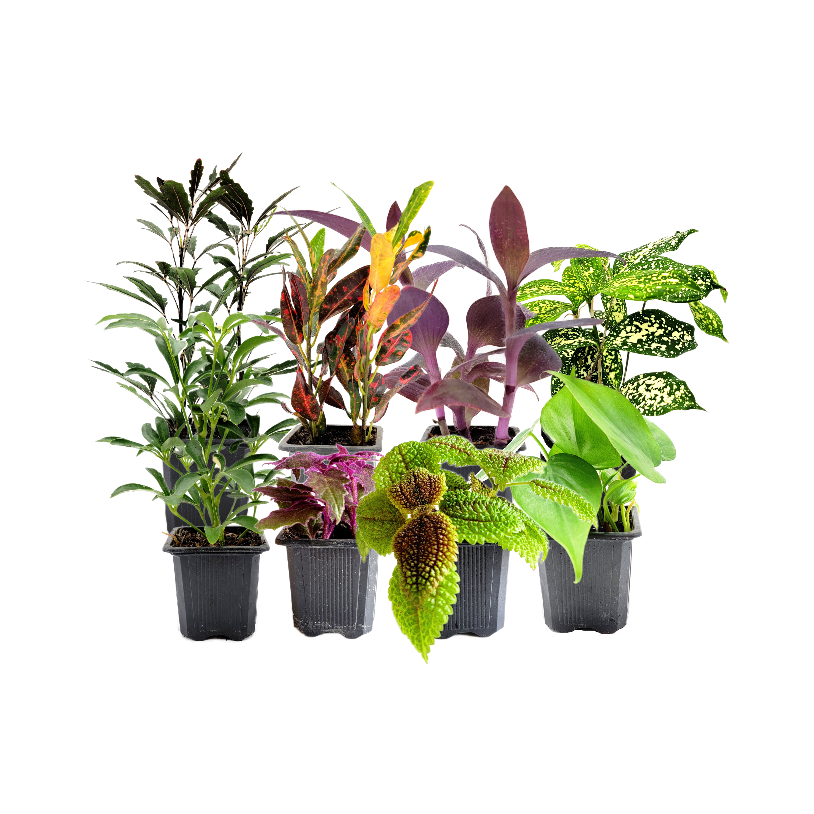 8 PK 3”-Pot Live Plant Collection, No Duplicates for up to Two Packs (16 Plants), Live Indoor Houseplants, Live House Plants, Easy to Grow, Indoor Gardening, Home Décor, Office Décor, Gifts