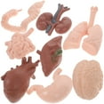 8Pcs Human Organ Model Anatomy Study Tools 3D Anatomy Model Prop