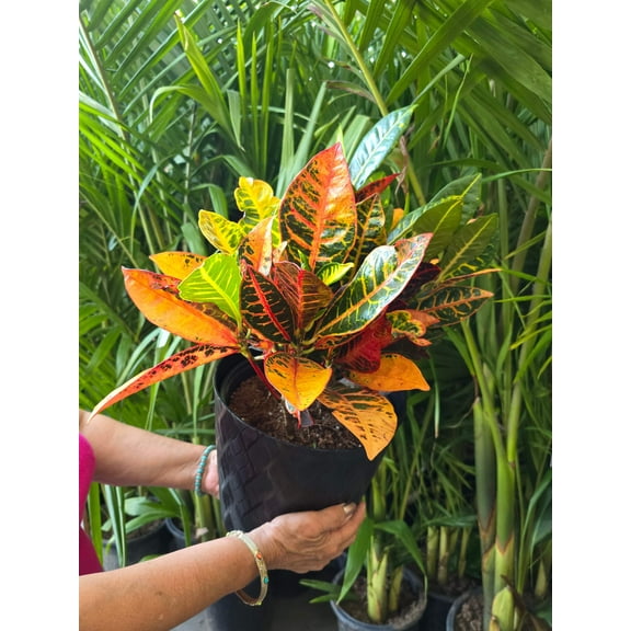 8in Pot - Croton, Petra - Codiaeum variegatum 'Petra' Easy care outdoor and indoor bright light - Get similar