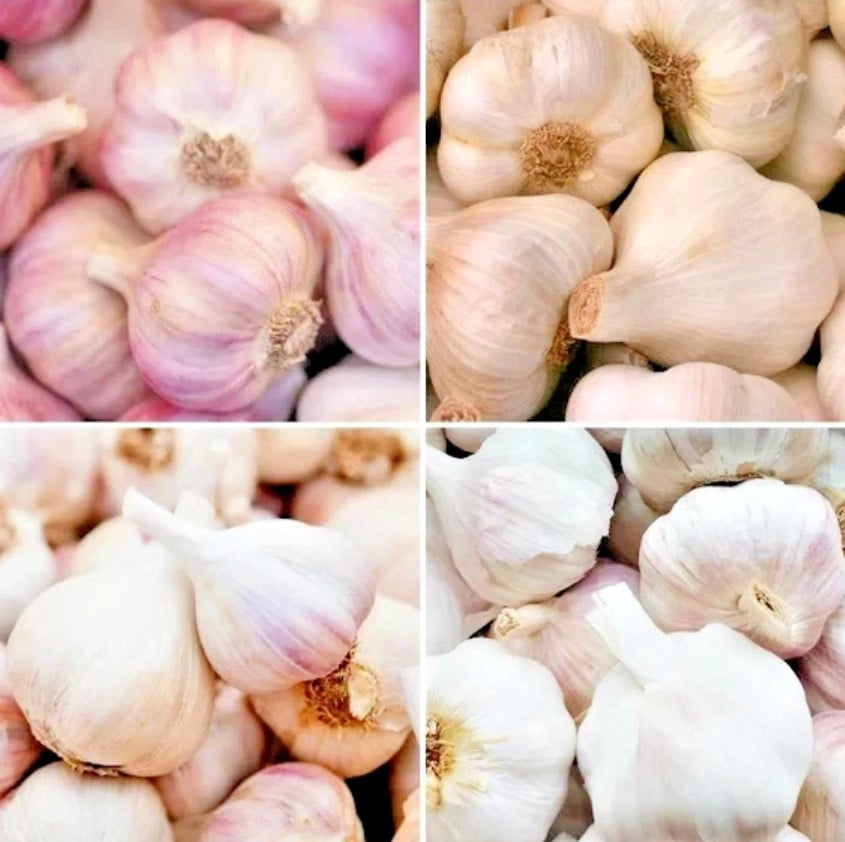 8oz Garlic Bulbs for Planting - Multi Variety Selection - Chesnok Red, Music, Italian, German, Russian