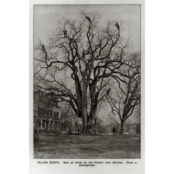 8x12 Photo-Men at work on the Dexter elm,Malden,Middlesex County,Massachusetts,MA,trees