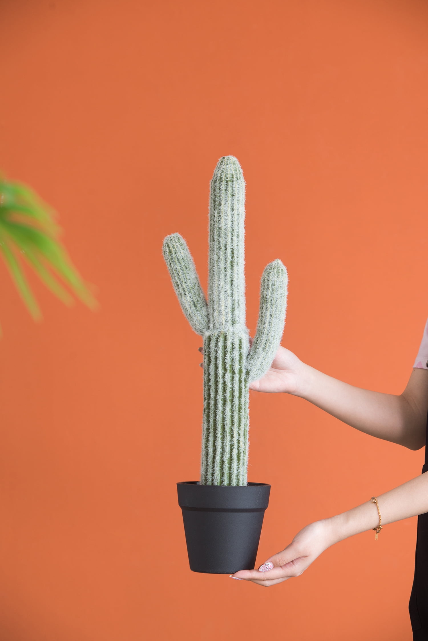 cactus or Flowering Cactus Species Print main image 1