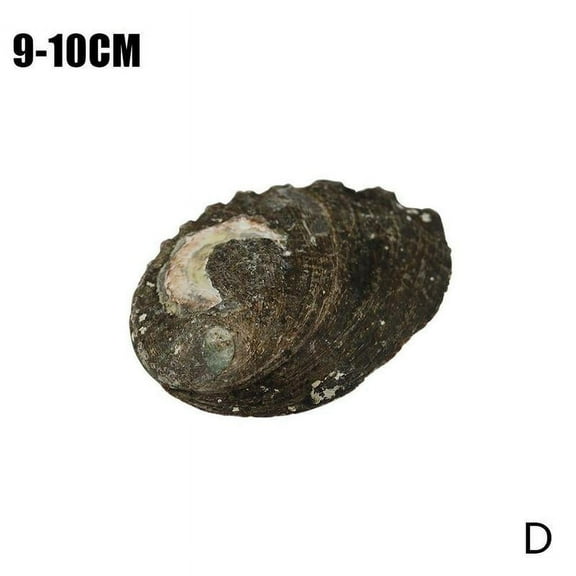 9-13cm Natural Abalone Shell Marine Life Natural Shells Conch Diy Aquarium Fish Decorations Crafts Tank Snails Landscape