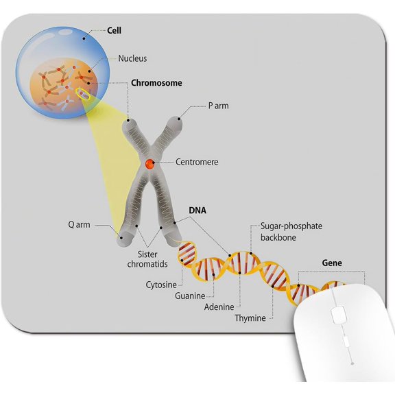 9.5x7.9 Inch Office/Gaming Mouse Pad, Cell Chromosome DNA Gene Genome Study Double Helix Evolution Science Research Design, Cute Anti-Slip Mat for Desk Decor