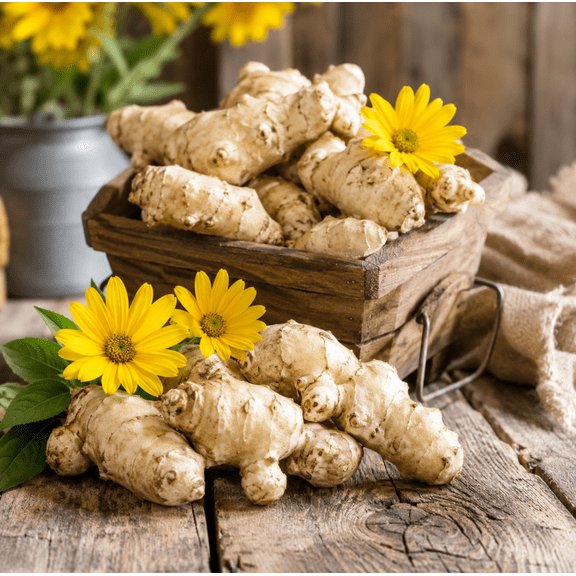 9 Jerusalem Artichoke Roots, Sunchoke Root for Planting, Garden Vegetable Plant for Container Growing