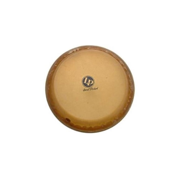 9 Mounted Conga Head