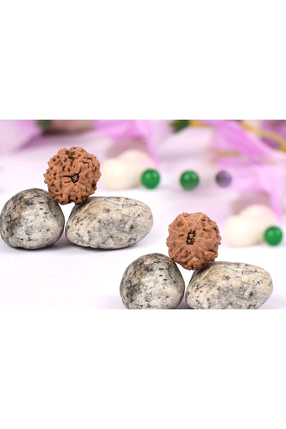 9 (Nine) Mukhi Rudraksha Bracelet from Java/Indonesia in Silver Basket with Elastic