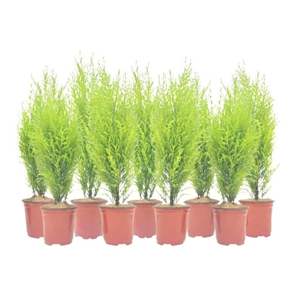 9-PK Live Dwarf Lemon Cypress, Cupressus macrocarpa Goldcrest Wilma, Live Indoor Tree, Houseplant, Garden Plant, Fragrant Plant, 4.5-in Pot(s)