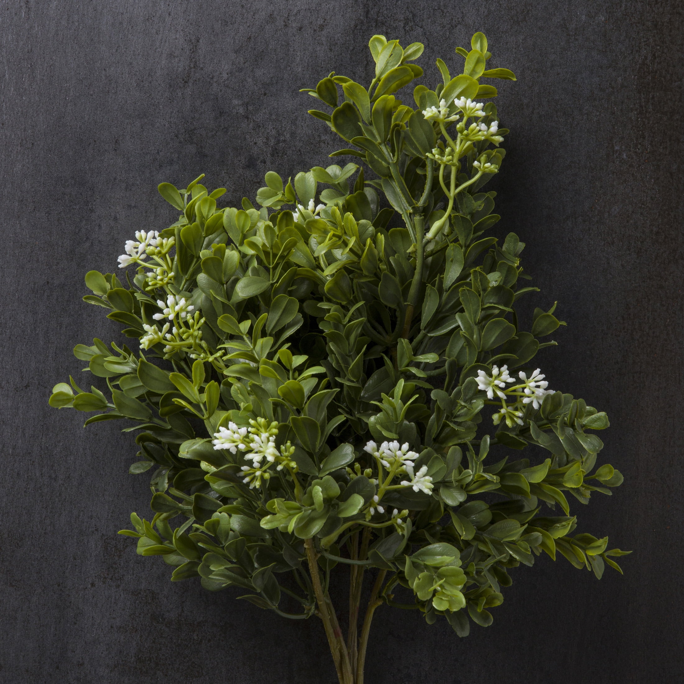 8 Pack: Boxwood & Berry Bush by Ashland - Walmart.com
