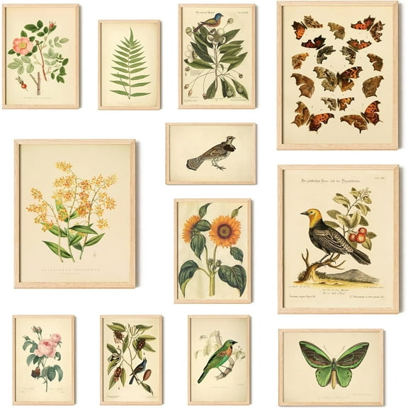 97 DECOR Vintage Botanical Wall Art, Butterfly Poster Bird Print (UNFRAMED)
