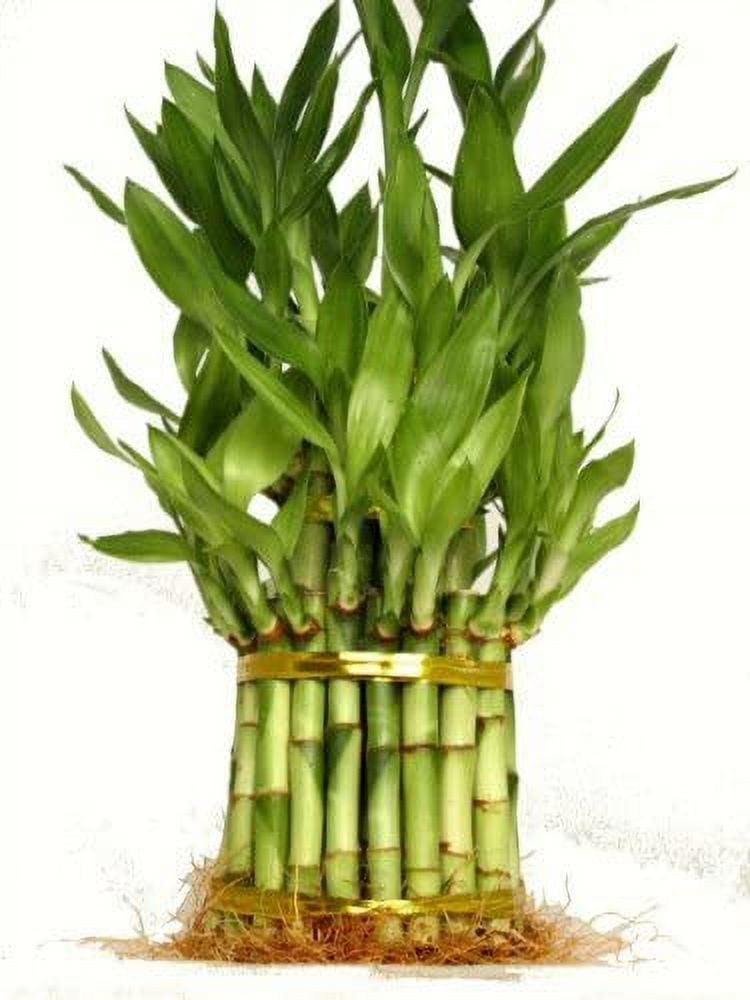 9GreenBox 4" Lucky Bamboo Live Plant in 6" Grower Pots (38 Count)