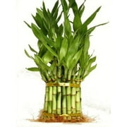 9GreenBox - 3 Tier 4" 6" 8" Live Lucky Bamboo For Feng Shui (Total About 38 Stalks) Home Deco
