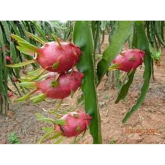 9GreenBox Dragon Fruit Juicy Sweet Fragrant Flower FRUITING SIZE