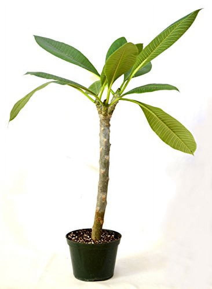 9GreenBox - Dwarf Singapore Pink Plumeria - 5'' Pot