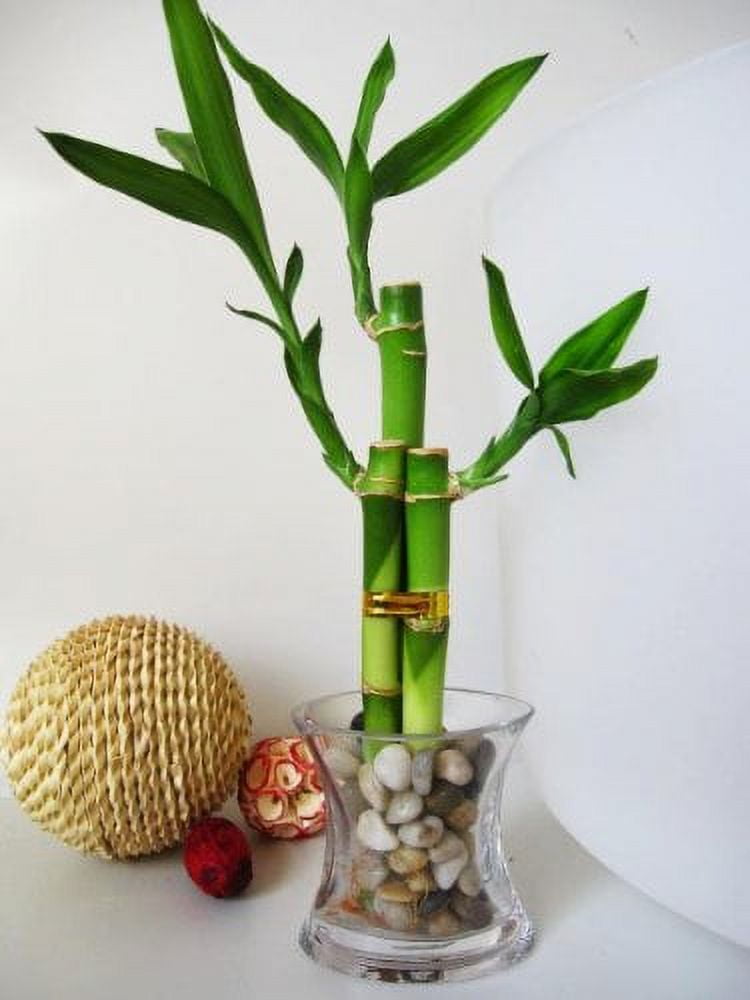 https://i5.walmartimages.com/seo/9GreenBox-Live-3-Style-Lucky-Bamboo-Plant-Arrangement-with-OV-glass-Vase-Polish-Pebble_3303bc7f-3ee2-4f17-9780-0ddef81ad73e.a51f554972b1d13e0bcb3791eac3a50b.jpeg