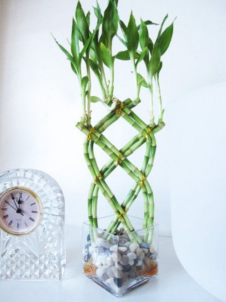 9GreenBox - Live 8 Braided Lucky Bamboo Plant Arrangement w/ Pebble & Vase