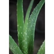 9GreenBox - Live Aloe Vera - Indoor Bonsai - w/Fertilizer Gift Medicine Plant