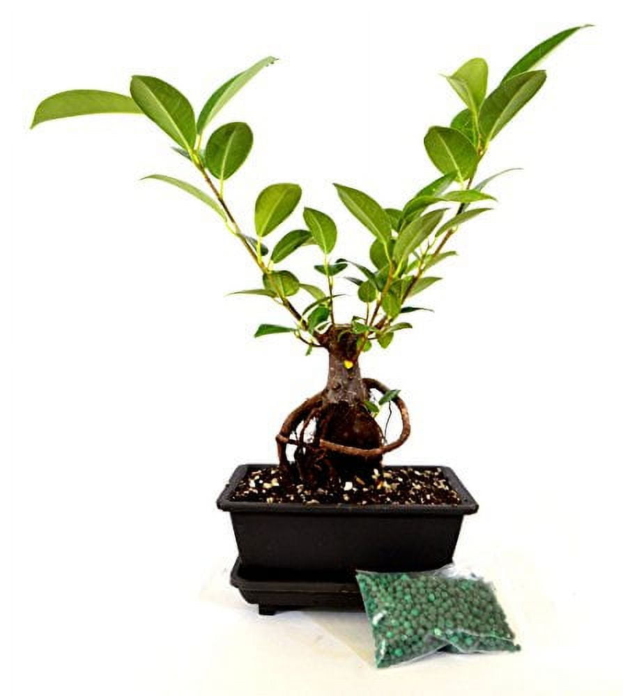 Bonsai Starter Kit - DIY Bonsai Gardening Gift - Garden Hobbies