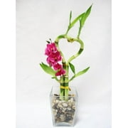 9GreenBox - Live Heart Style Lucky Bamboo Arrange w/ Glasses Vase Pebble Silk Orchid