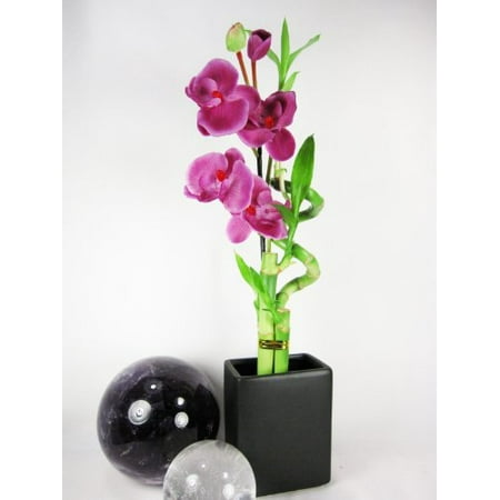 9GreenBox - Live Spiral 3 Style Lucky Bamboo Plant Arrangement w/ Black Ceramic Vase & Silk Orchid Flower