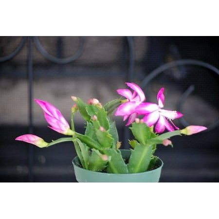 9GreenBox Pink Christmas Cactus Plant - Zygocactus - 4" Pot