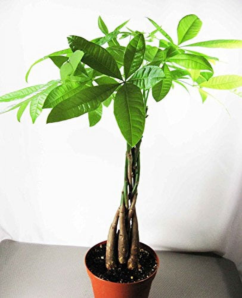 9GreenBox - Rare Mini Pachira Five Braided Tree Bring Luck Pachira Houseplant Bonsai 9GreenBox - Rare Mini Pachira Five Braided Tree Bring Luck Pachira Houseplant Bonsai