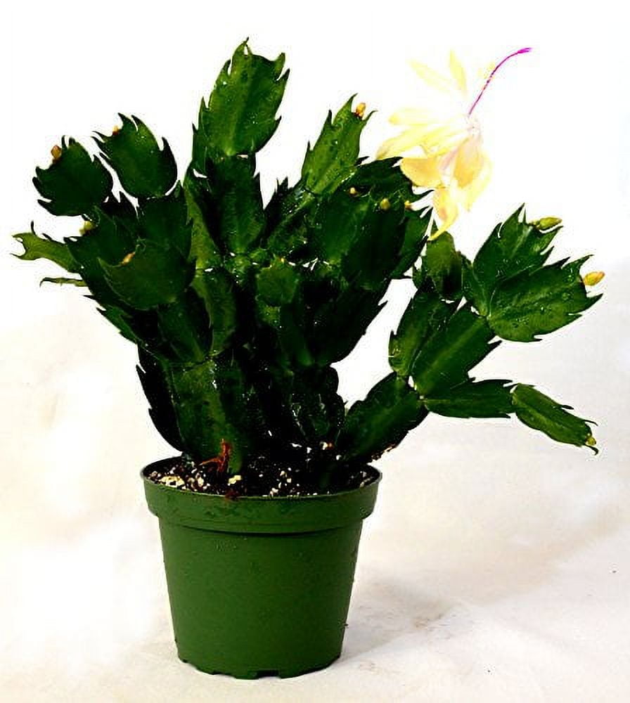 9GreenBox - Rare Yellow Christmas Cactus Plant - Zygocactus - 4 9GreenBox - Rare Yellow Christmas Cactus Plant - Zygocactus - 4