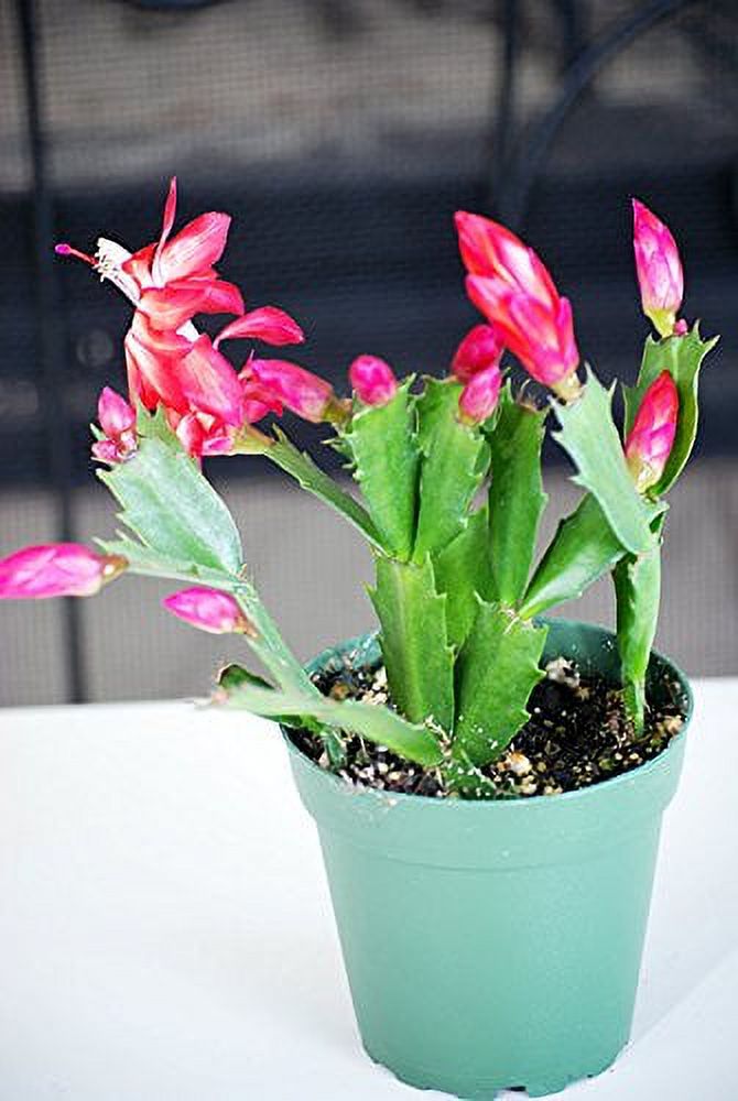 9GreenBox - Red Christmas Cactus Plant - Zygocactus - 4" Pot - image 1 of 1