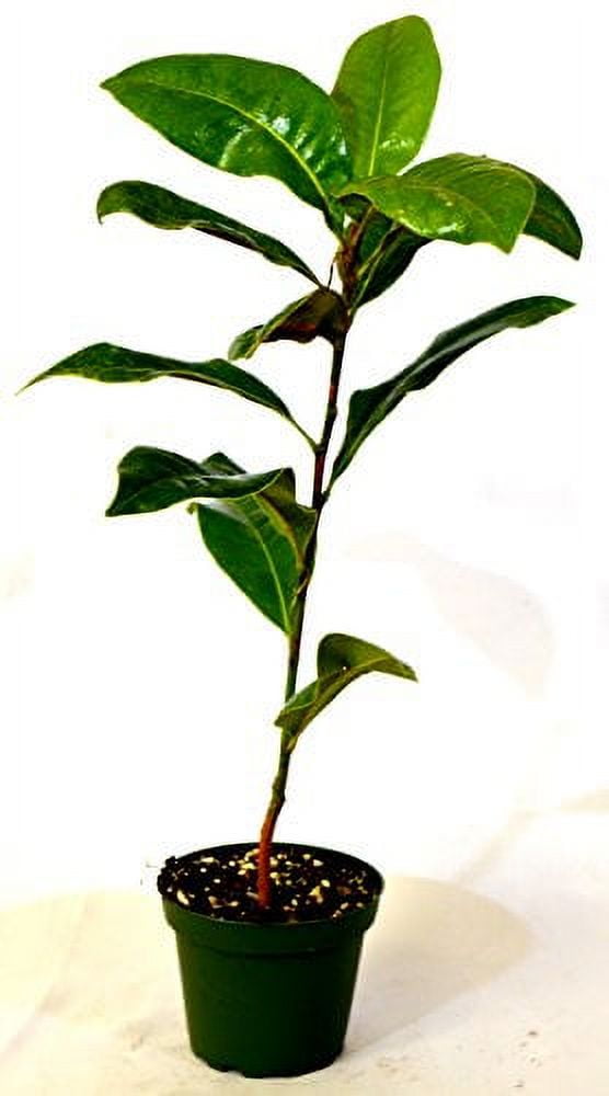9GreenBox - Southern Magnolia Tree - 4'' Pot 9GreenBox - Southern Magnolia Tree - 4'' Pot