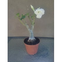 15x Desert Rose White- Pink Seeds . Rare . - Walmart.com