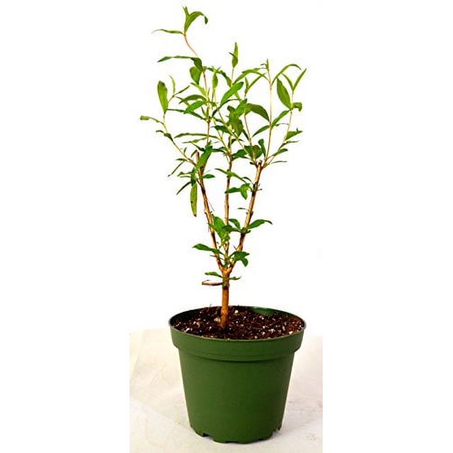 9GreenBox Wonderful Pomegranate Tree very sweet