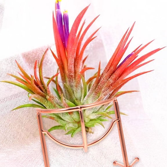 9Pcs Decorative Iron Air Plant Holders Unique Multipurpose Pineapple Display Stands