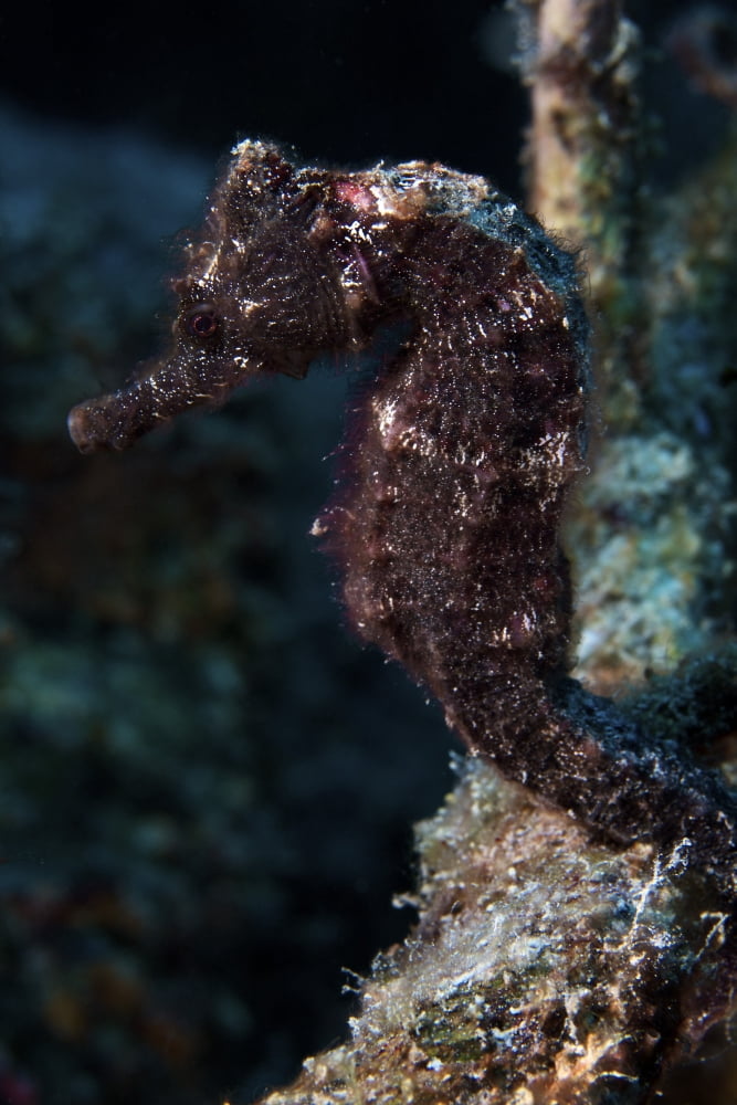 A 6 inch black seahorse Canvas Art - Terry MooreStocktrek Images (12 x 18)